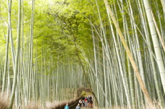 in嵐山