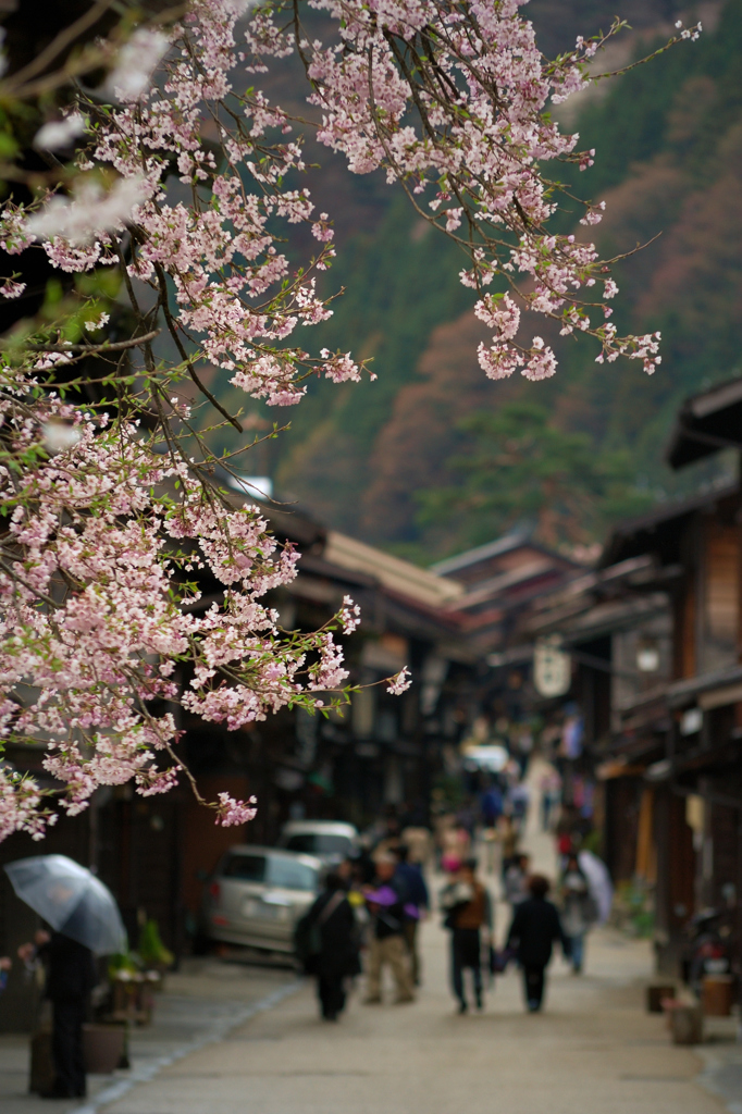 奈良井宿の桜