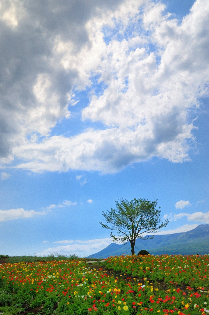 初夏の雲