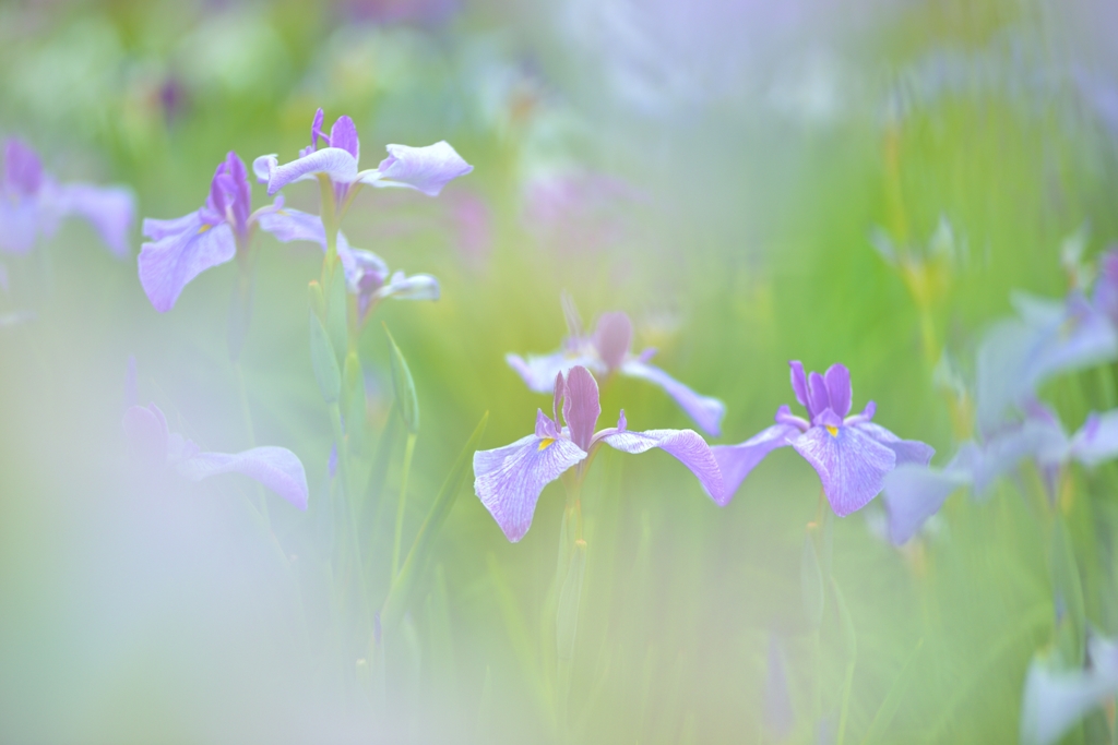 淡紫