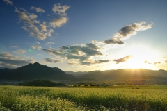 そば畑を染める夕日