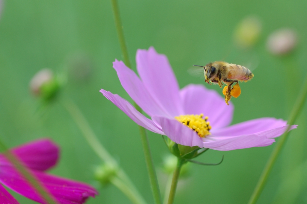 花から花へ