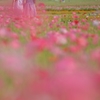 日傘をさして