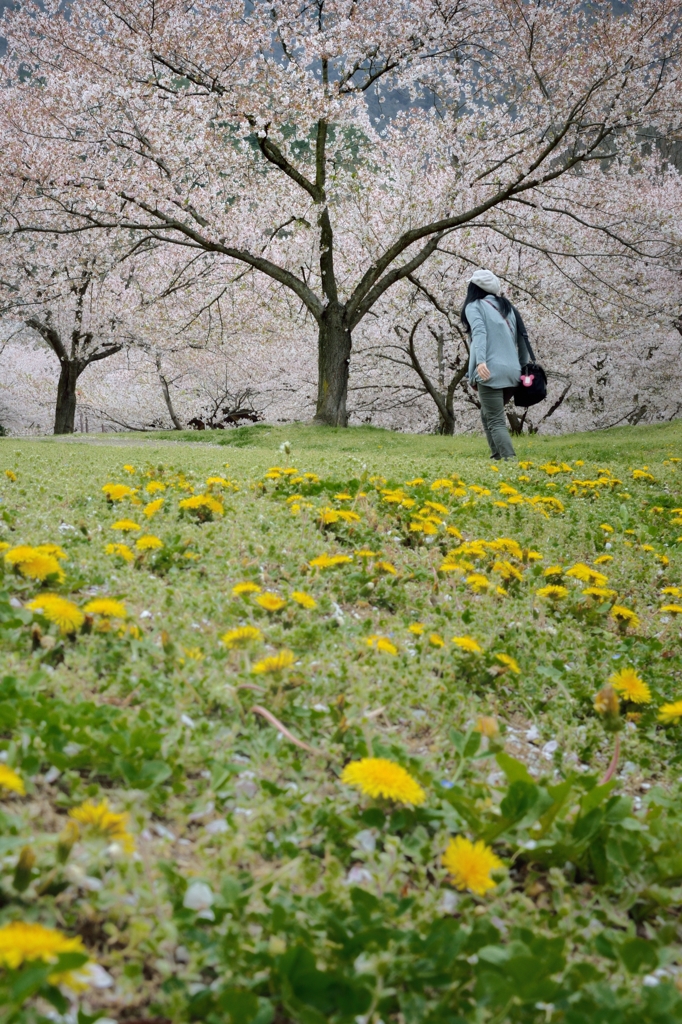 dandelion hill