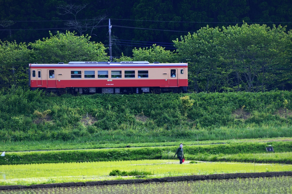 田植えの頃02