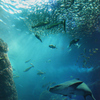 under the sea