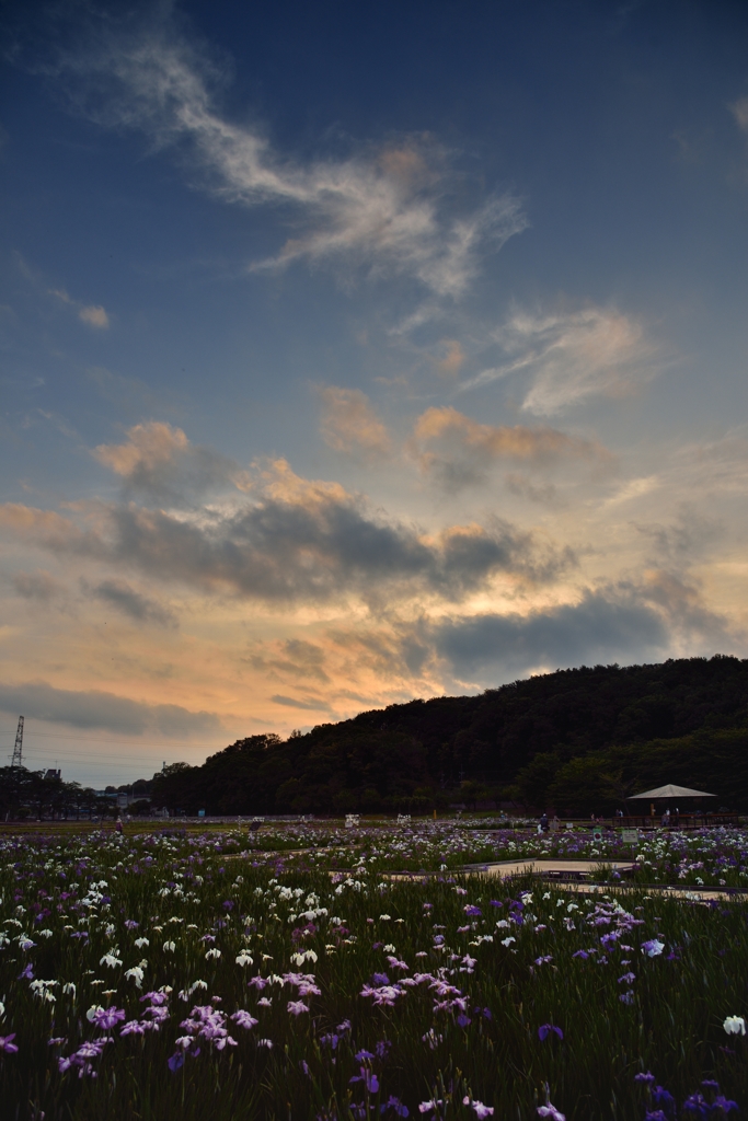 菖蒲園夕景
