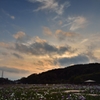 菖蒲園夕景