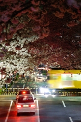 夜桜電車