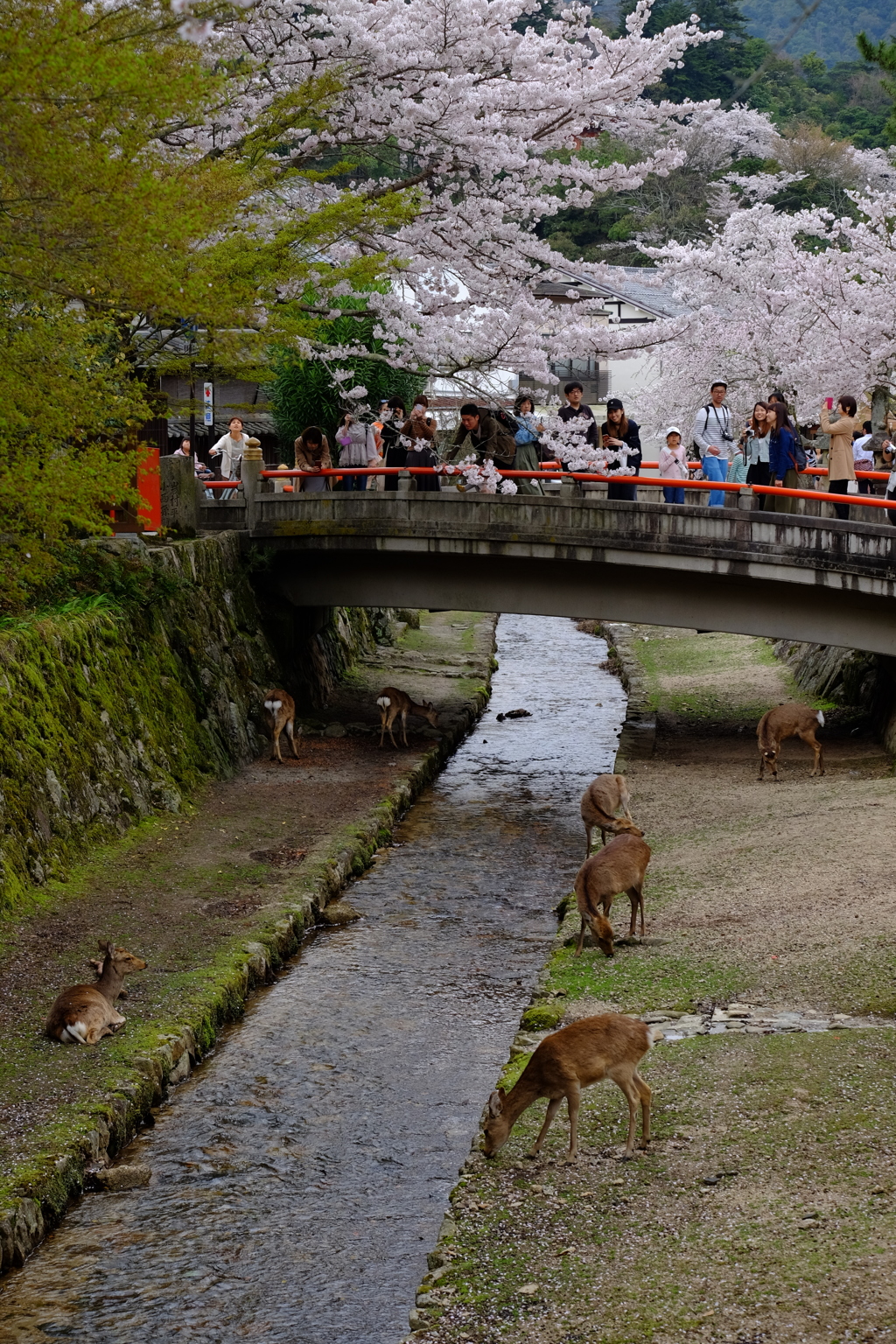 神の使い達も休息中…