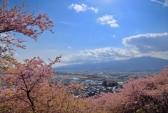 大井松田の河津桜