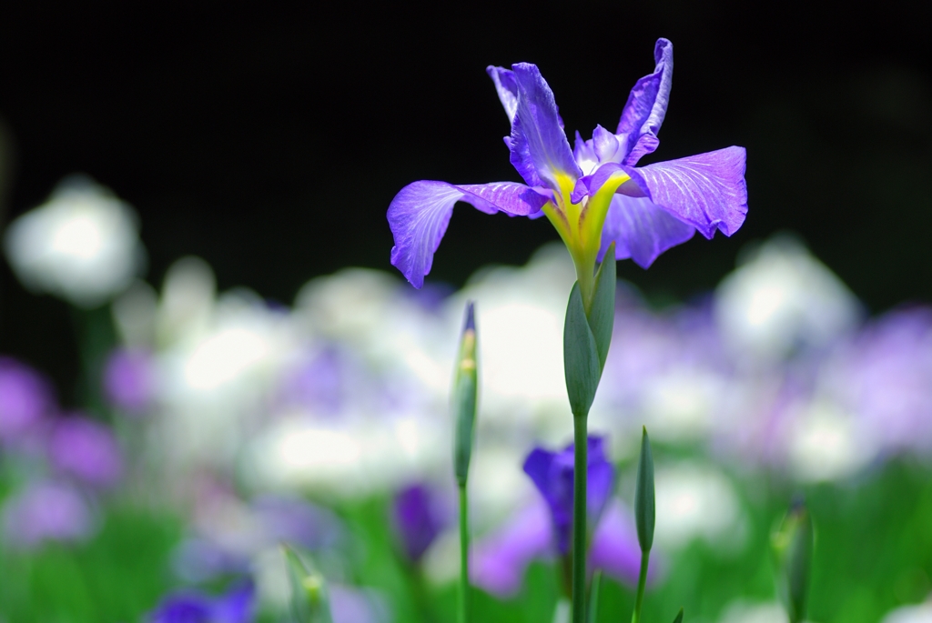 花菖蒲