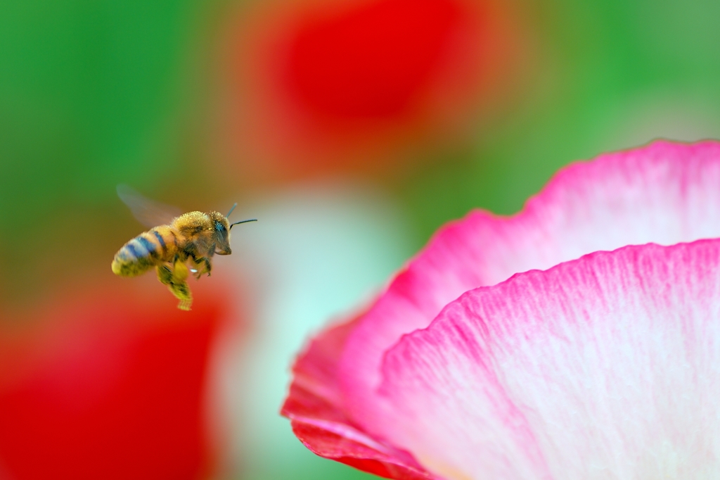 この花にしようかな…