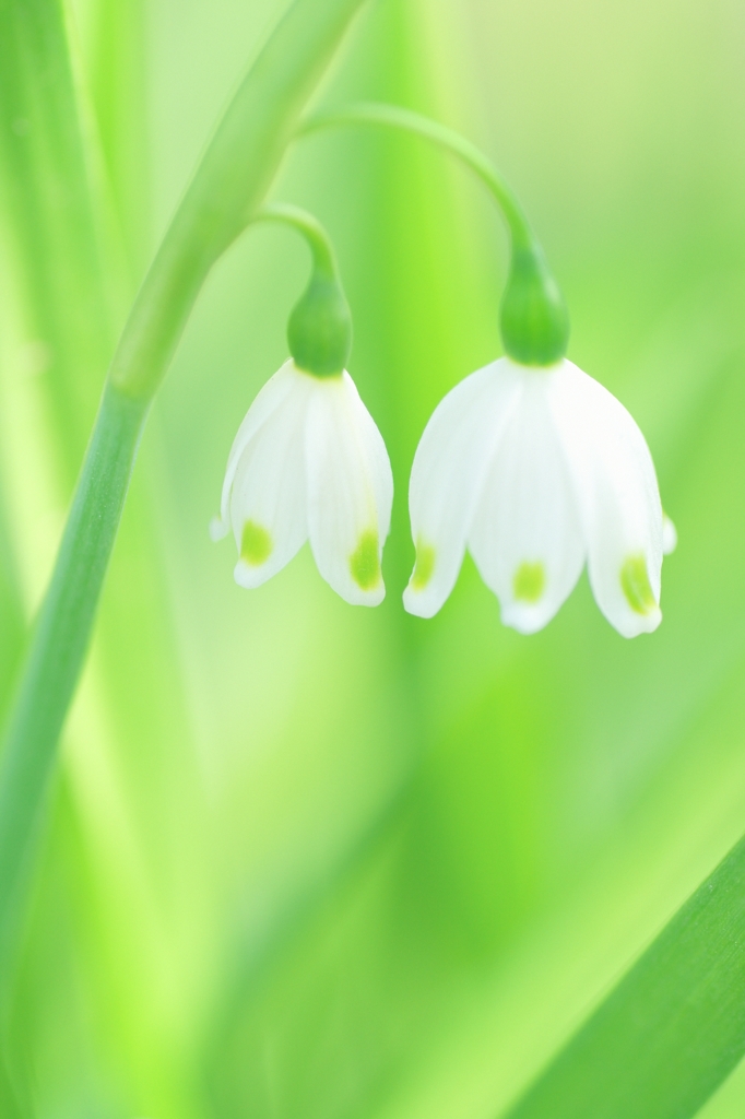 snowdrop