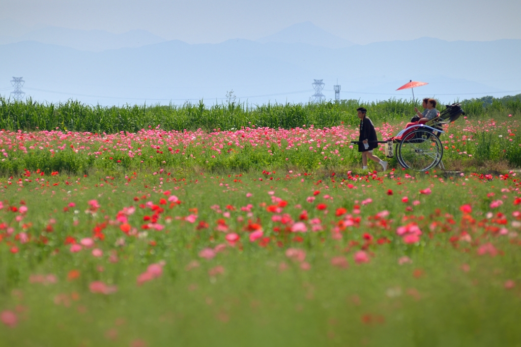 お花畑を行く