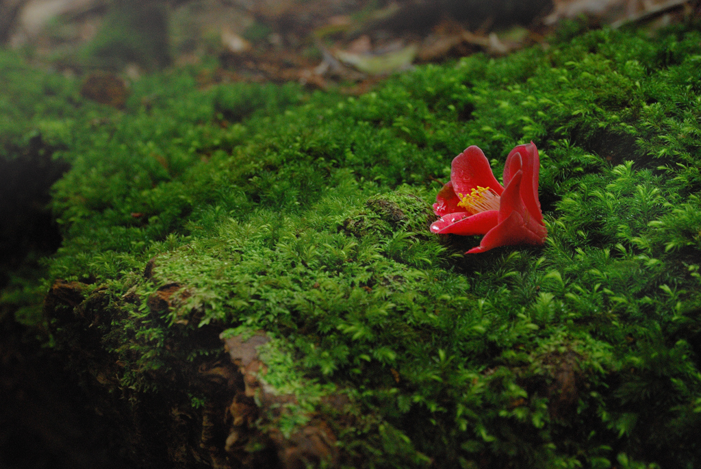 添花