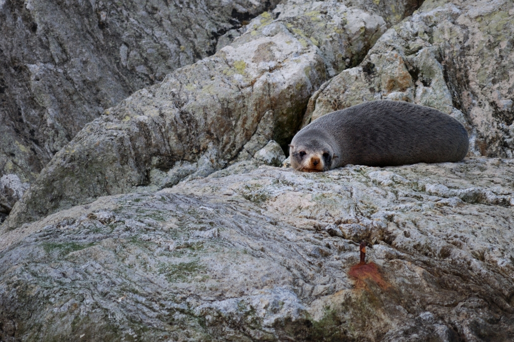 New Zealand Fur Seal