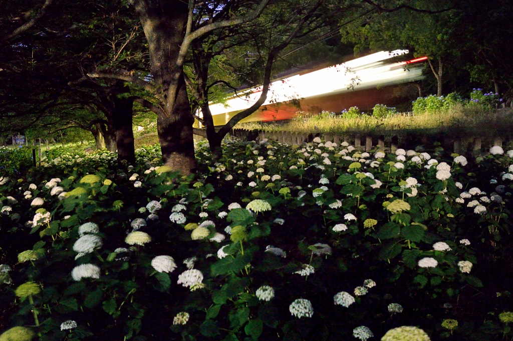 紫陽花トレイン