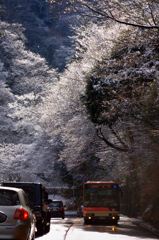 雪桜