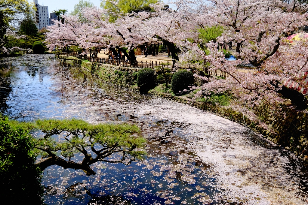 道後公園の桜