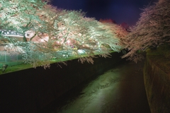 石神井川の夜桜