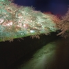石神井川の夜桜