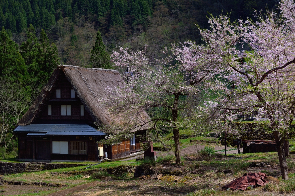 葉桜