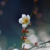 春近し
