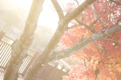 鞍ケ池公園より