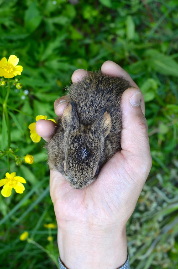 春の子うさぎ