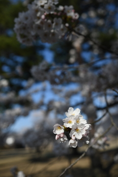 自然の照明