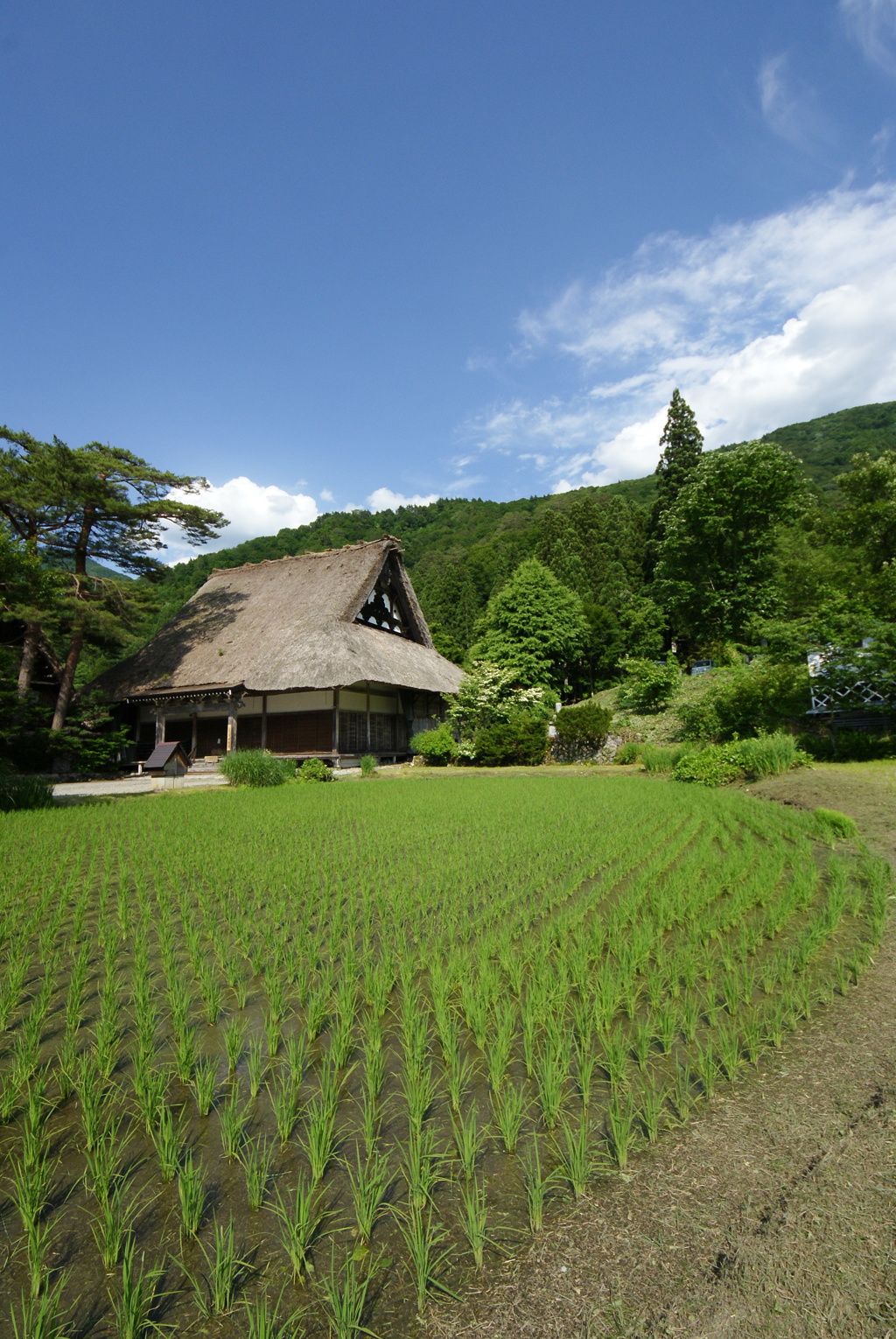 田舎の初夏