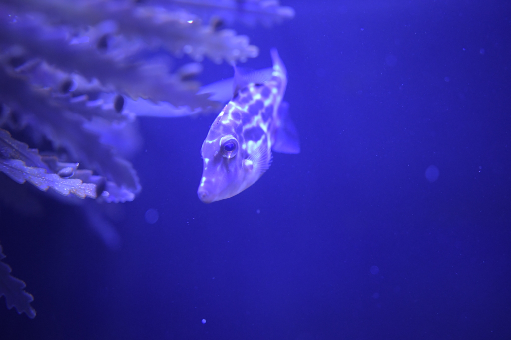 魚の写真を見せると大抵の人がおいしそうという