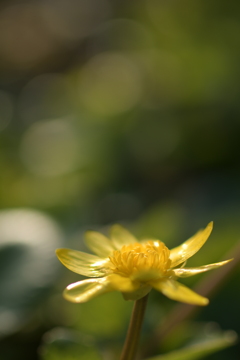 新聞の広告情弱をターゲットにしている