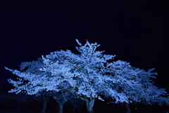 ここにも春