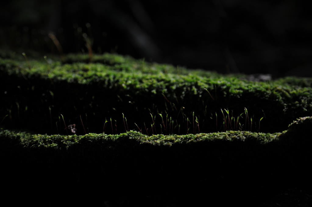いつもは日陰にいるけど