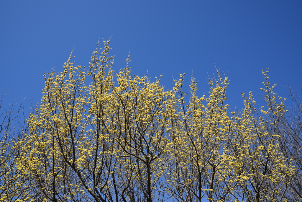 晴れがうれしい