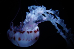 ヒラヒラ