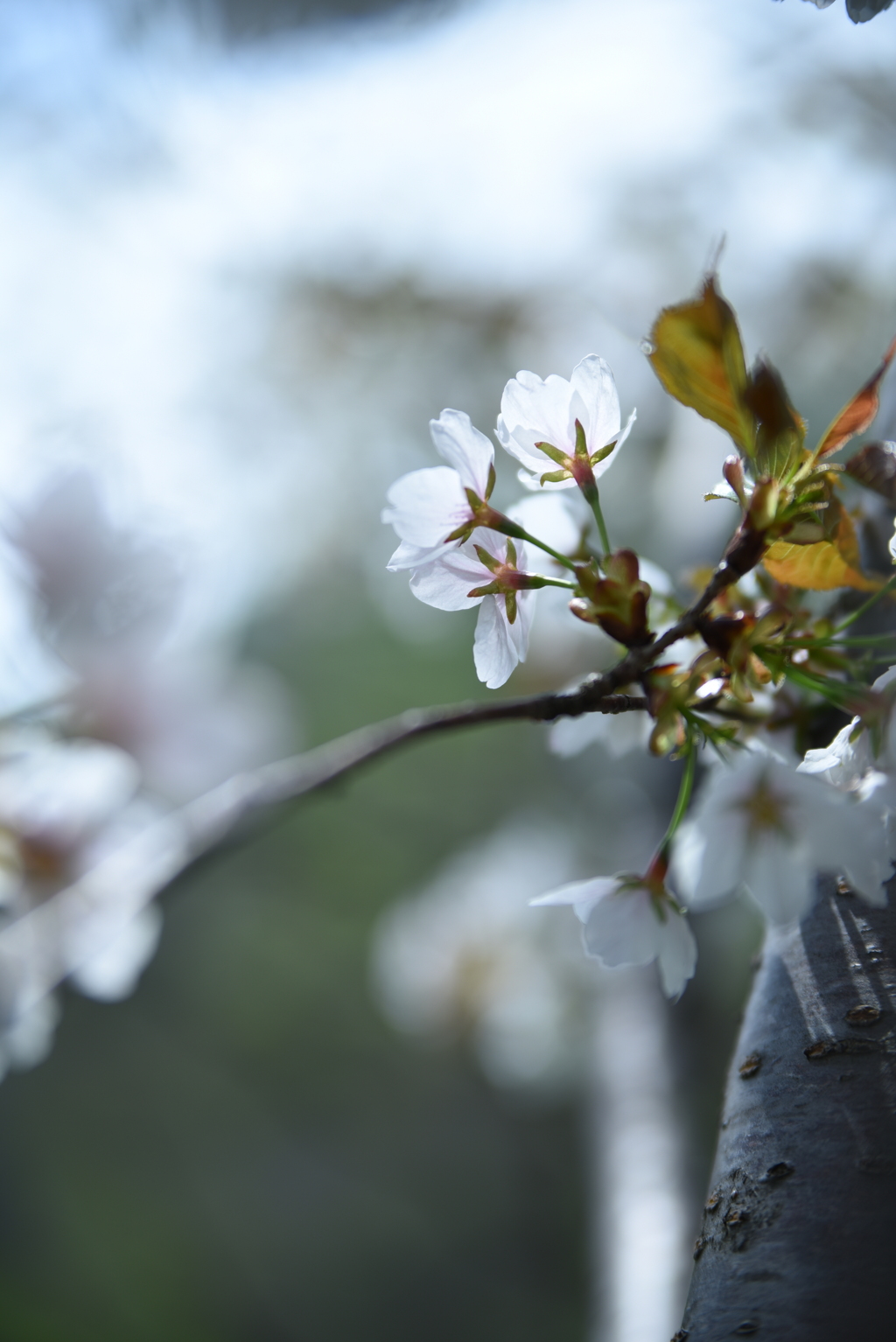 触れたら散ってしまう