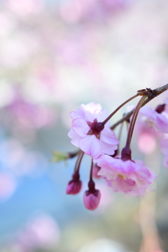 花は水を求めて