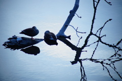 つがいのひと時