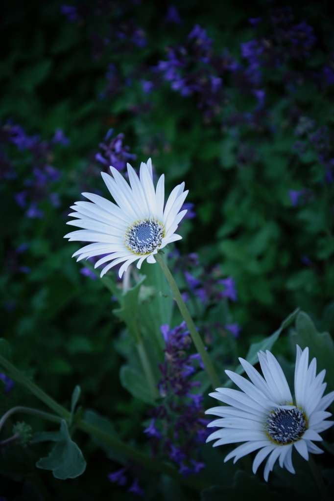 足元からの囁き