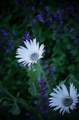 足元からの囁き