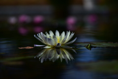 スレスレのスリル