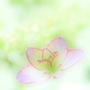 濁りが薄いところ