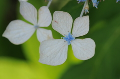 花も心も枯れては咲く