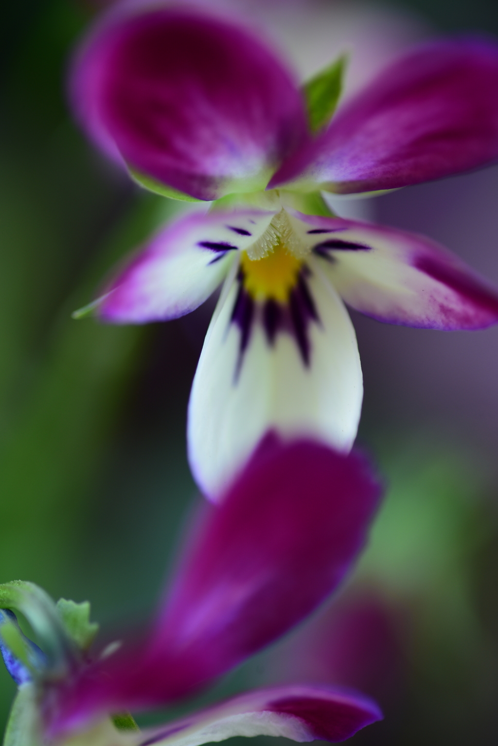 ニョロニョロの群発見