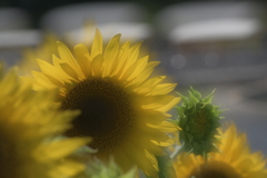 日差しの強さもう限界