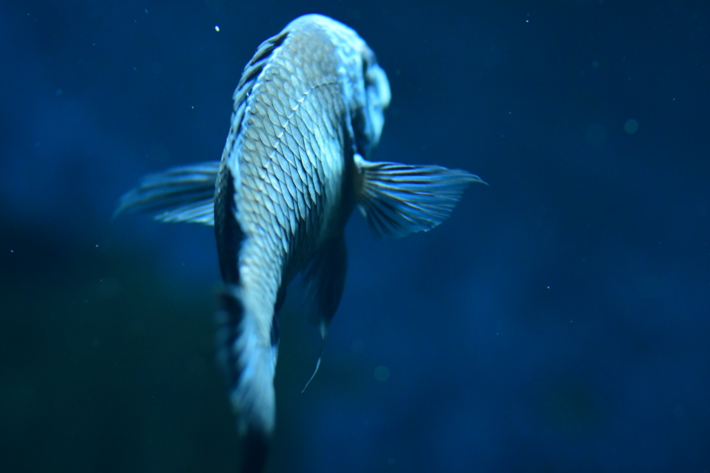 ネヅコじゃなくてウロコ