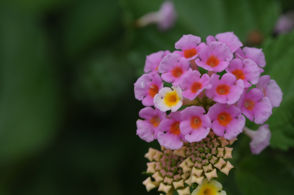 小さくてかわいい